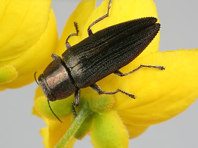 Melobasis soror soror, PL0698, male, on Senna artemisioides ssp. petiolaris, MU, 11.6 × 3.7 mm